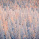 a group of trees that are covered in snow